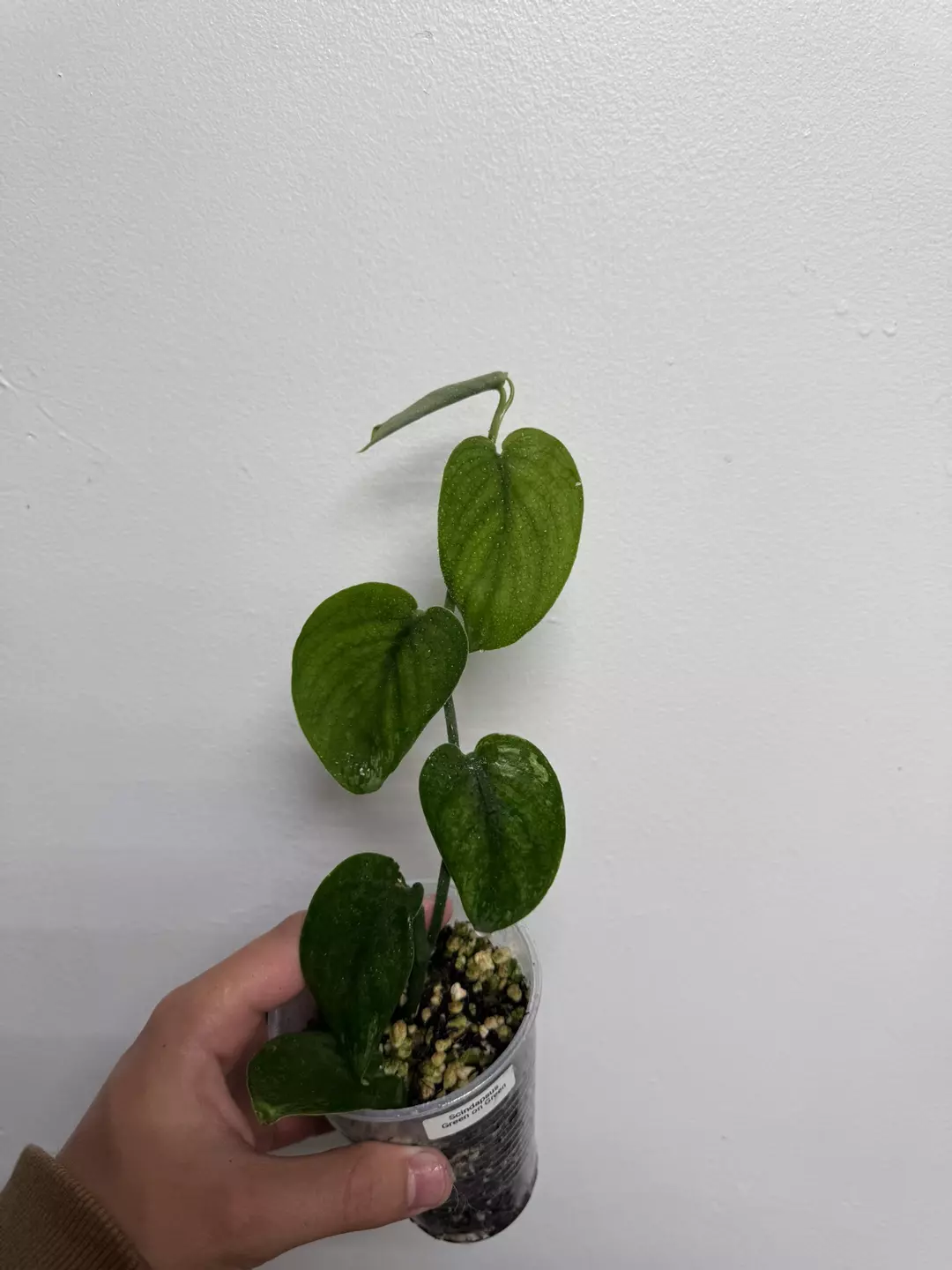 Scindapsus green on green #4 thumbnail