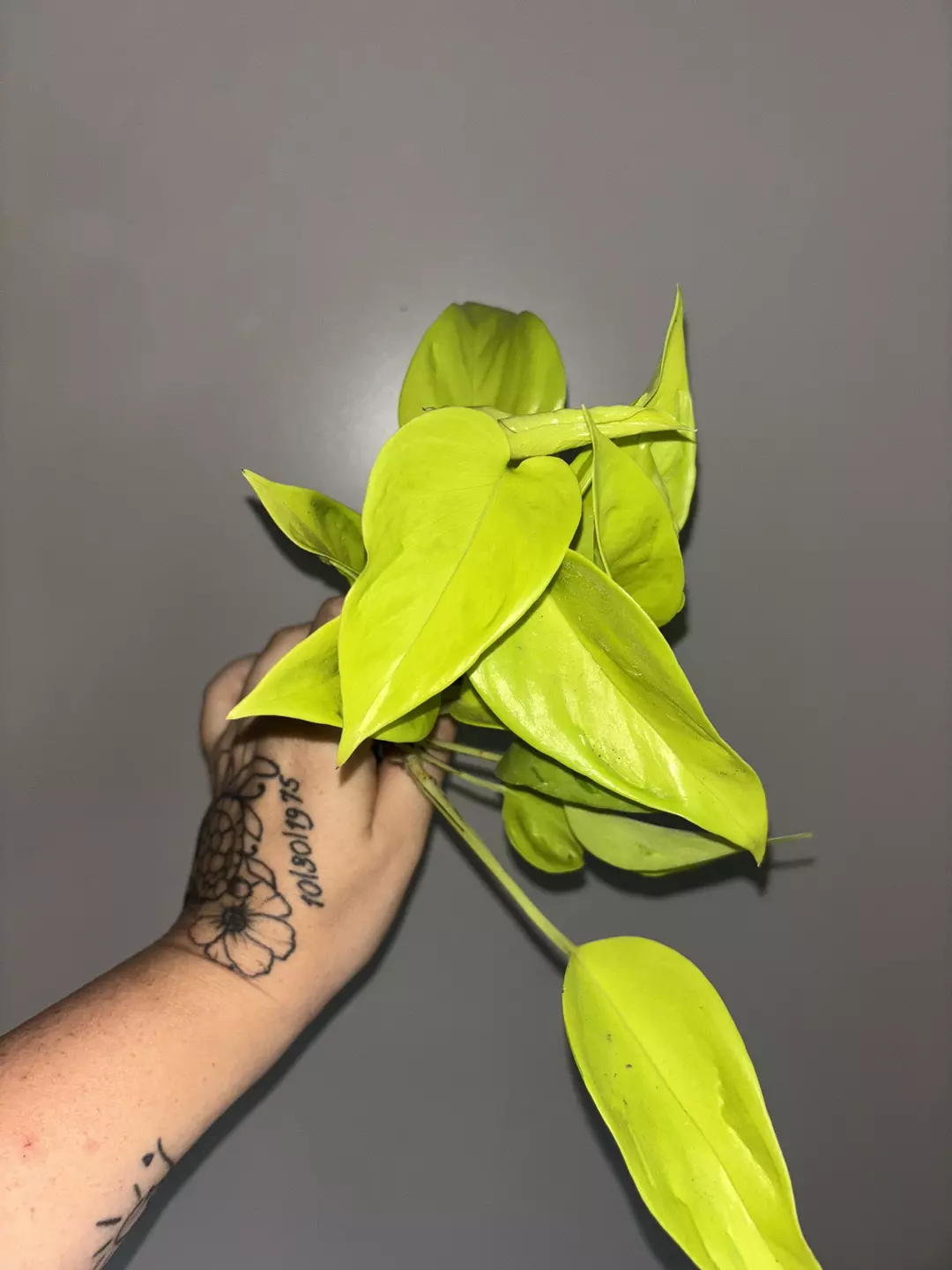 Champ Elysees Semi rooted cuts thumbnail