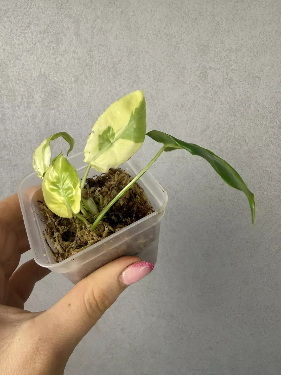 Philodendron Burle Marx White Lava thumbnail