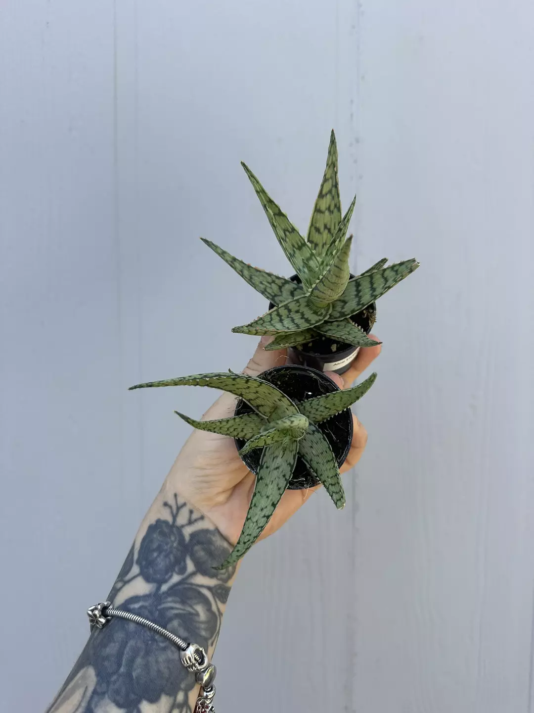 Aloe bundle - Cayuga & Wampum 2” thumbnail