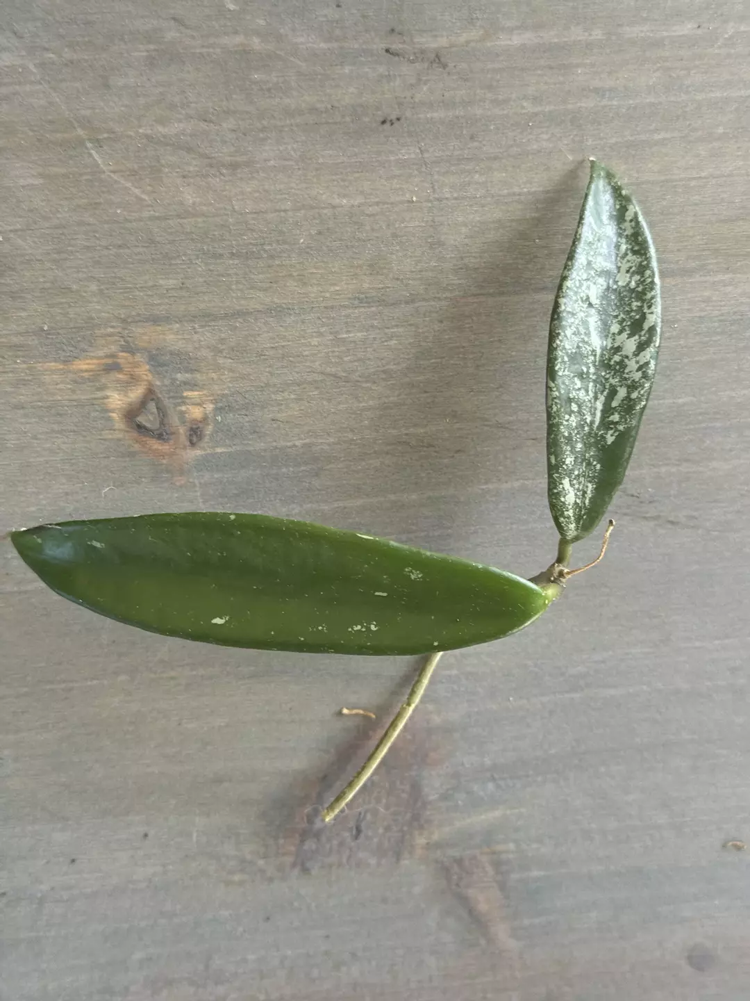 Hoya Minibelle Splash thumbnail