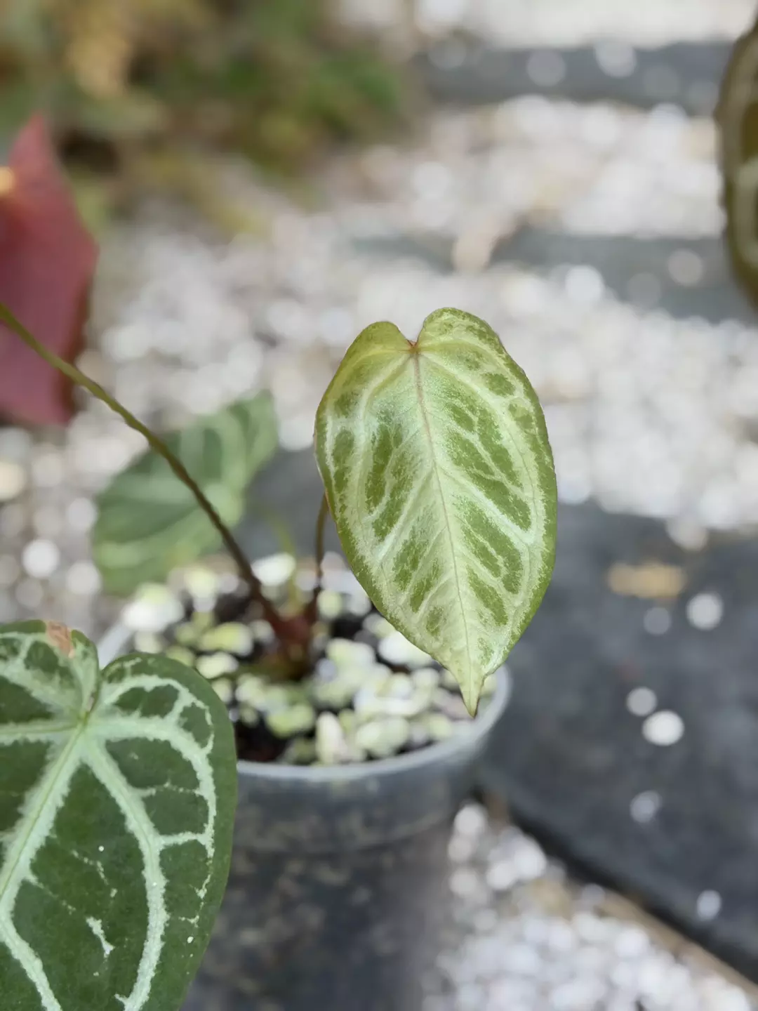 Doriyaki x BW/Michelle thumbnail