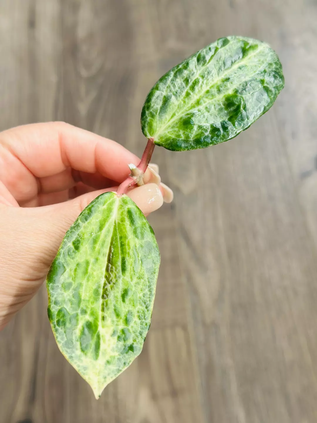 🐊Hoya Crocodile ***FRESH CUTTING*** thumbnail