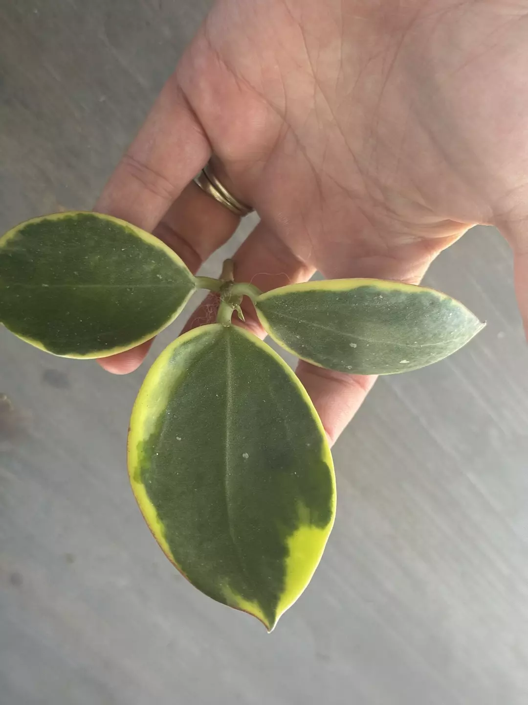 Hoya Para Albo (Fresh Cutting) thumbnail