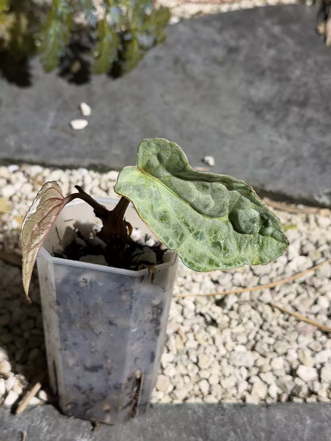 Mutated SKG Grey x BW/Michelle thumbnail