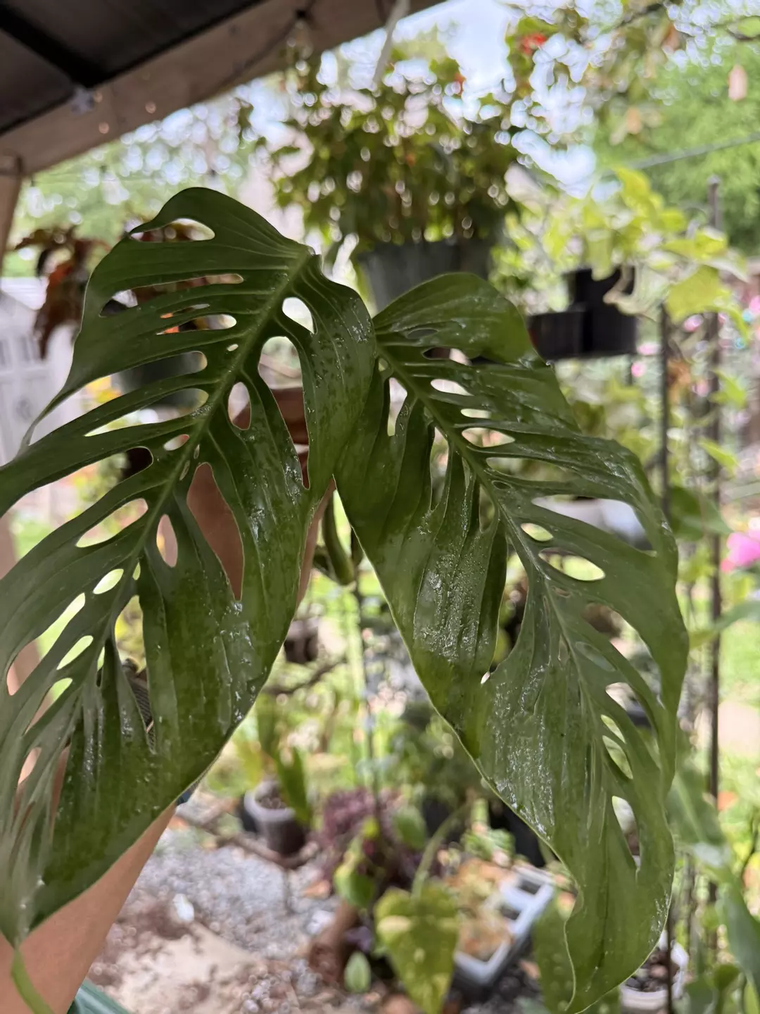 Massive Monstera Adansonii top cut thumbnail