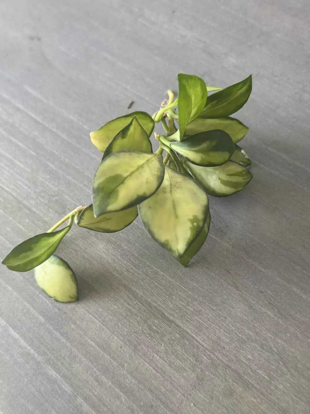 Hoya Heuschkeliana Variegated (Fresh Cutting) D thumbnail