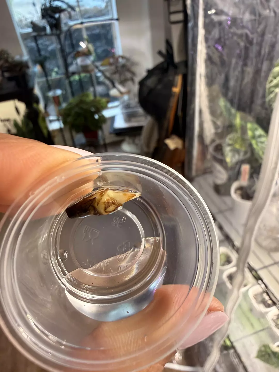 Alocasia Maharani Albo Corm E thumbnail