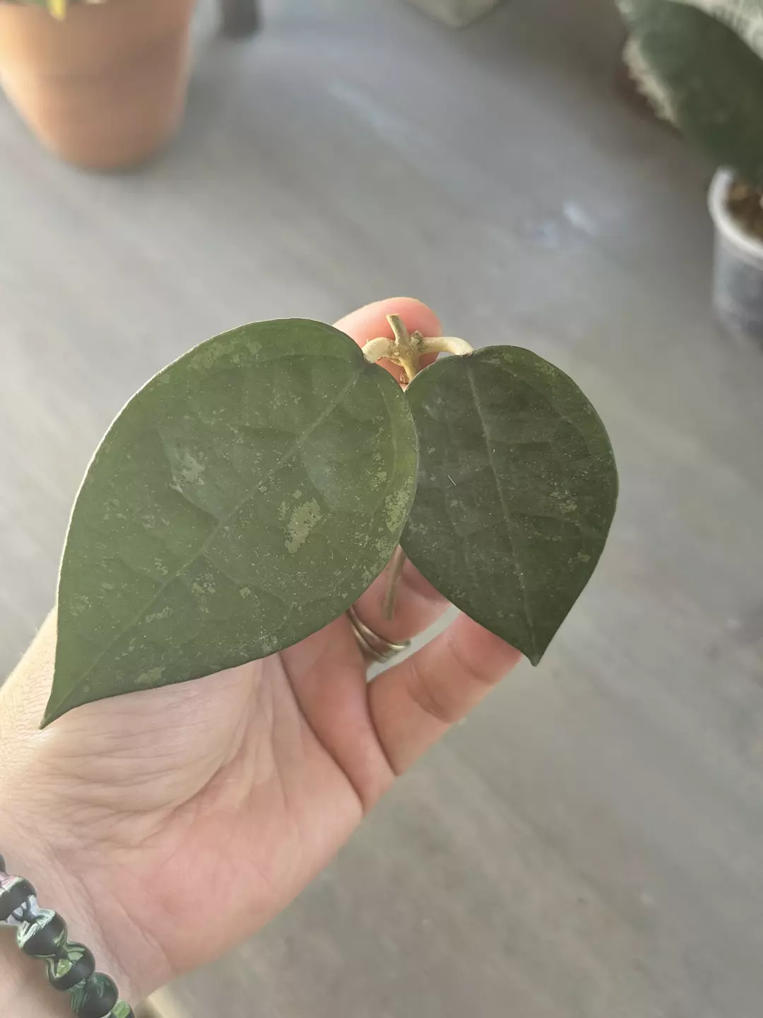 Hoya Verticillata Black Margin (Fresh Cutting) F thumbnail