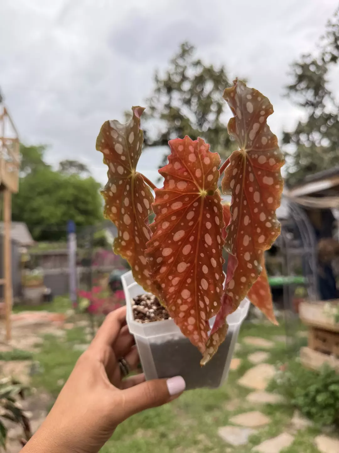 Begonia Polka Dot Angel Wing  thumbnail