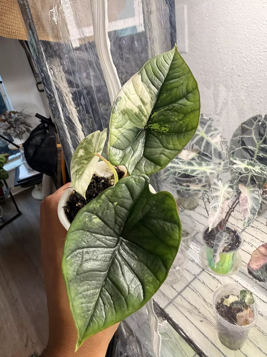 Alocasia Platinum Bisma Albo thumbnail