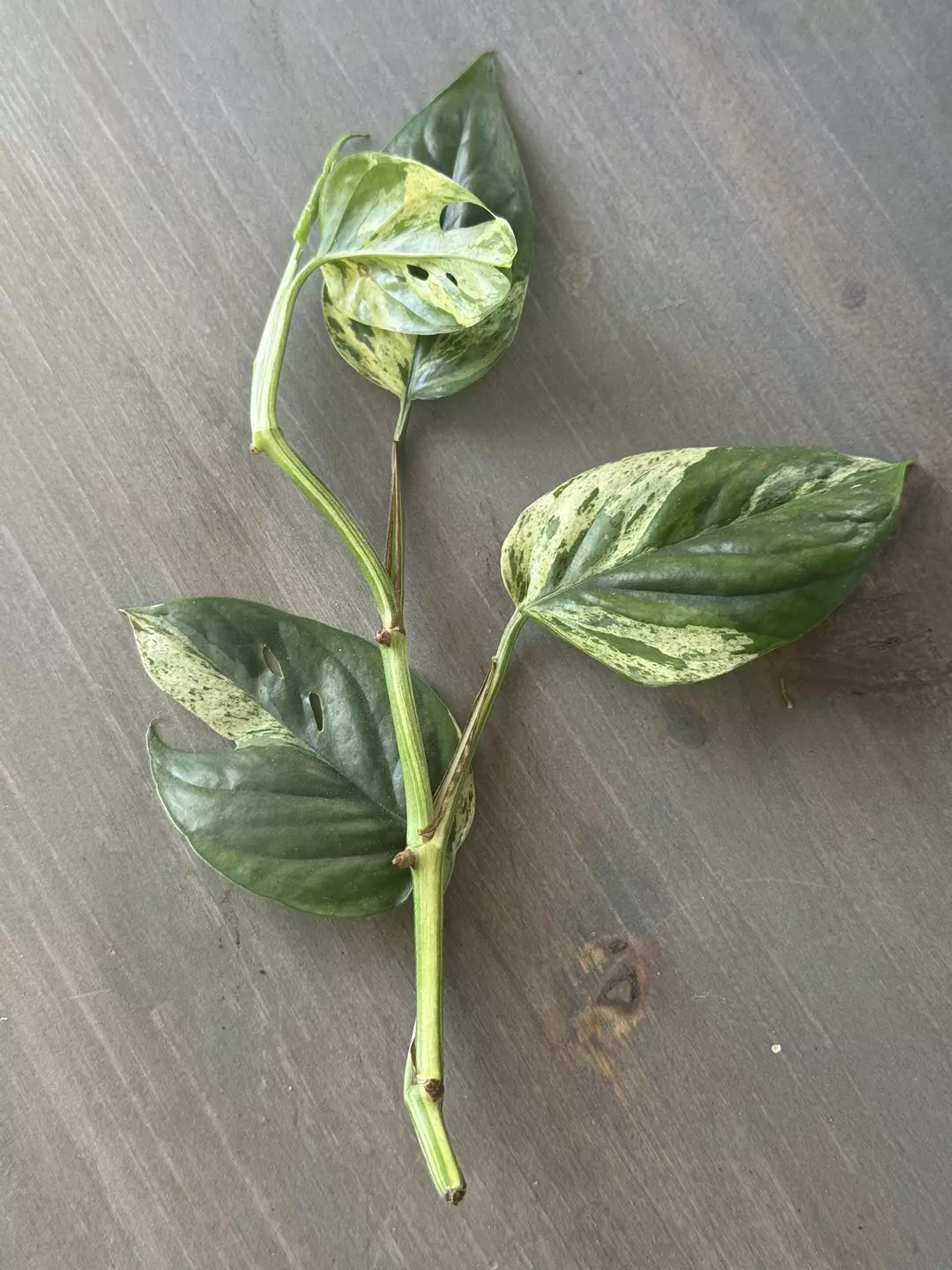 Epipremnum Marble (Fresh Cutting) B thumbnail