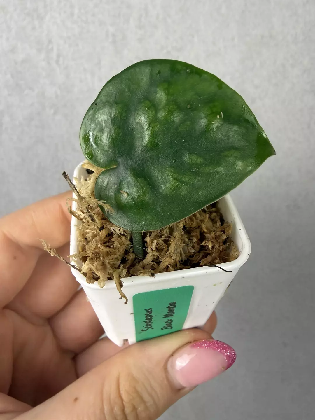 Scindapsus Black Mamba (rooted cutting) thumbnail