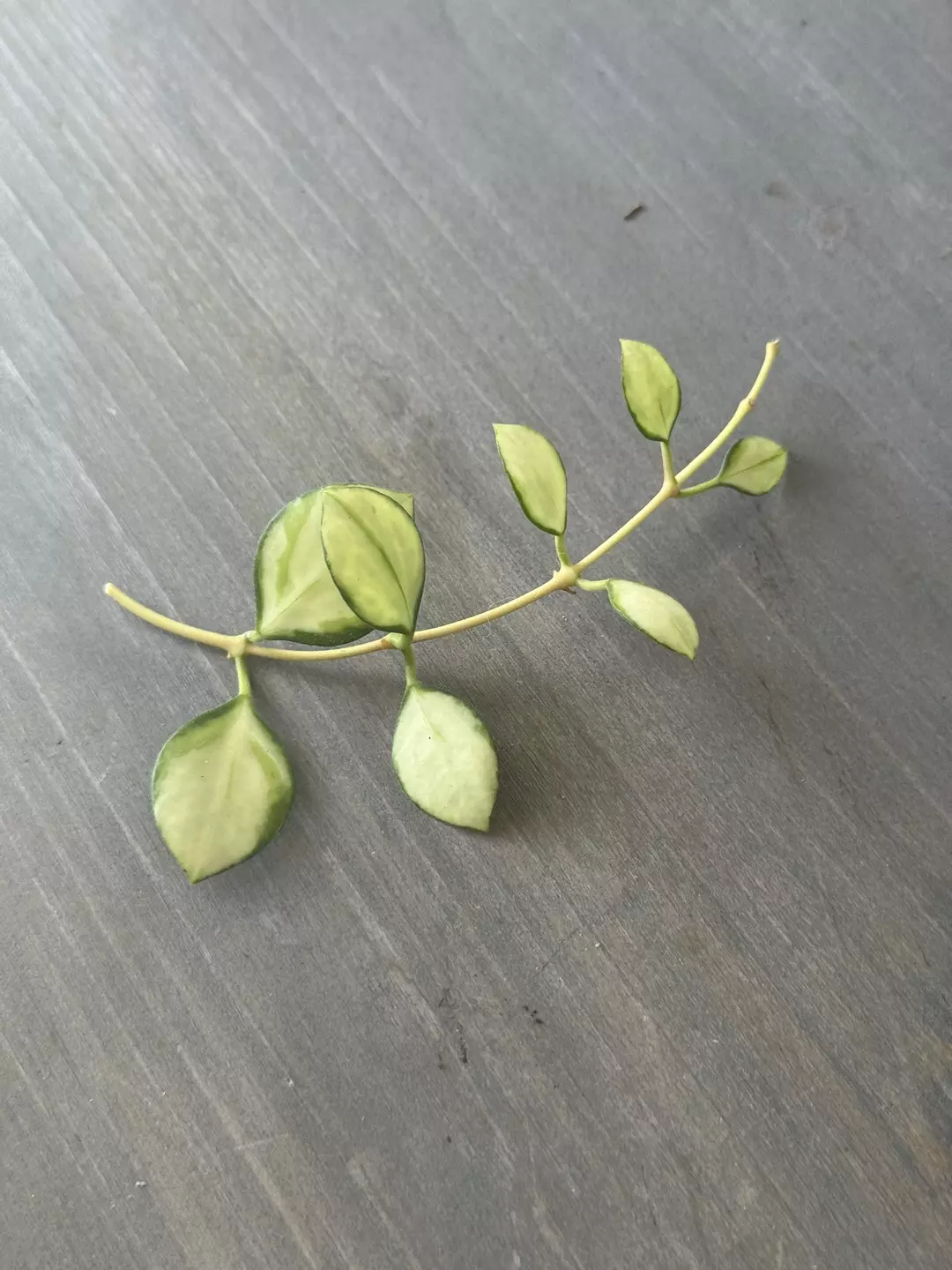 Hoya Heuschkeliana Variegated (Fresh Cutting) C thumbnail