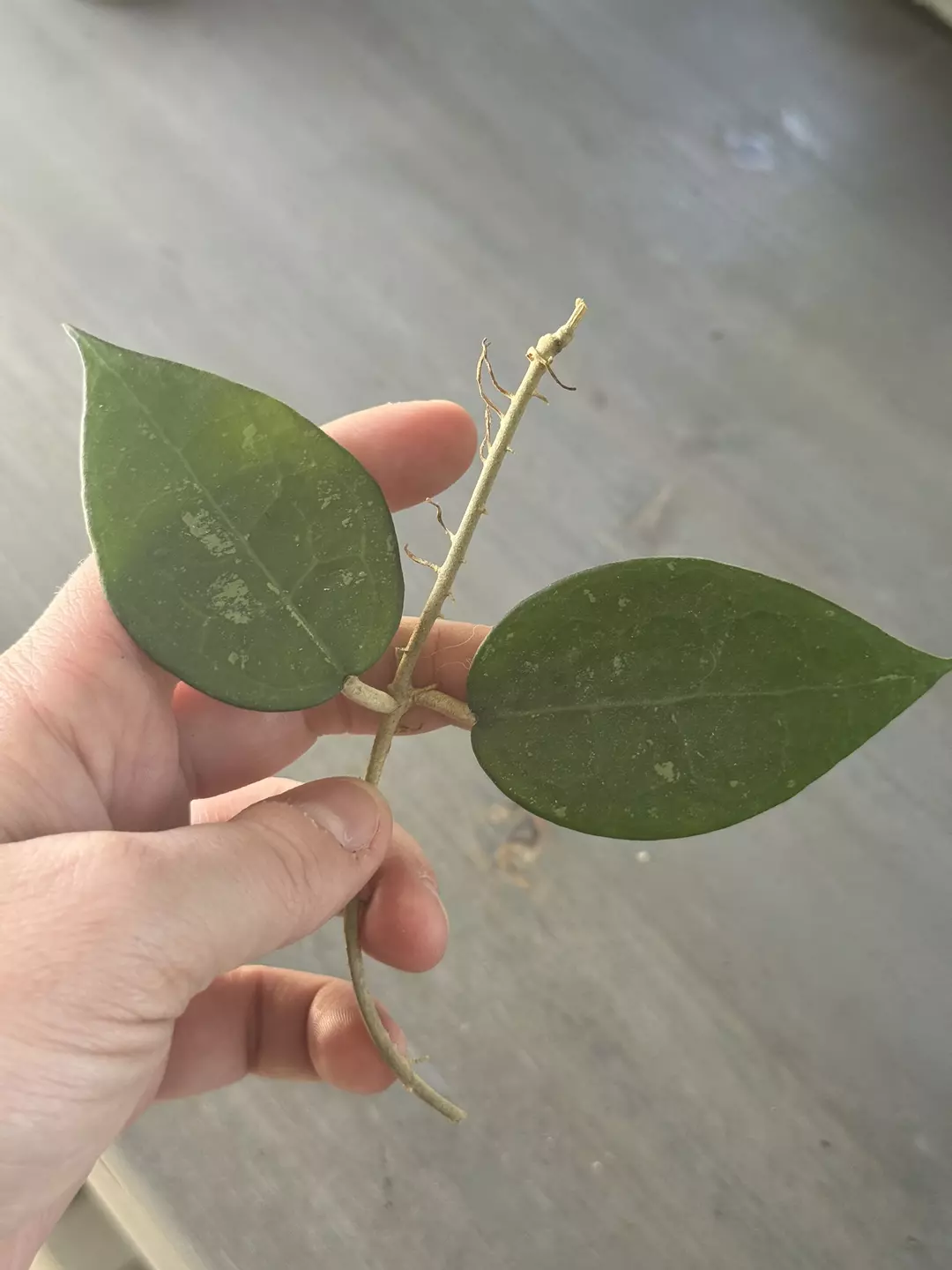 Hoya Verticillata Black Margin (Fresh Cutting) D thumbnail