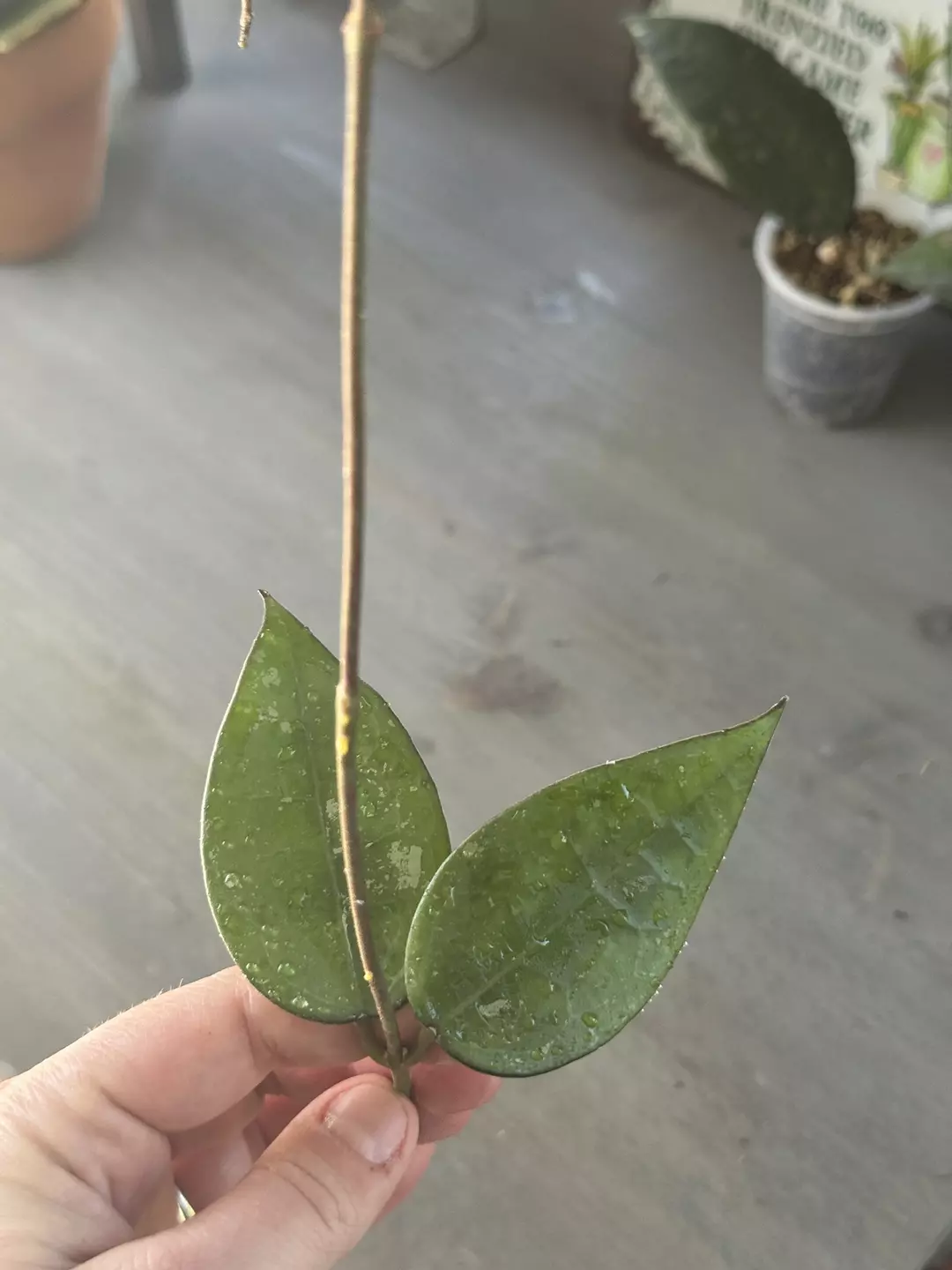 Hoya Verticillata Black Margin (Fresh Cutting) G thumbnail