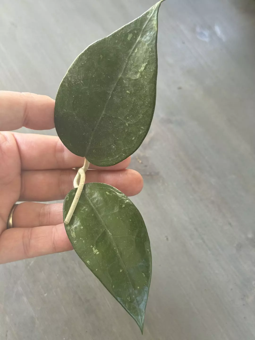 Hoya Parasitica Black Margin (Fresh Cutting) B thumbnail