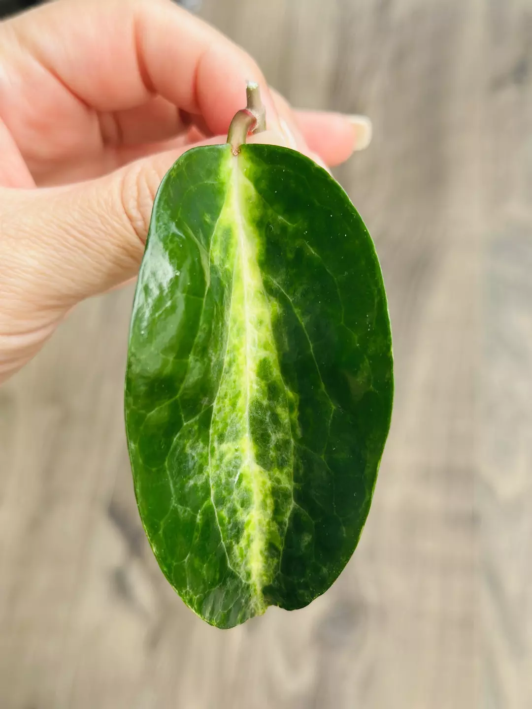 🐊Hoya Crocodile ***FRESH CUTTING*** thumbnail