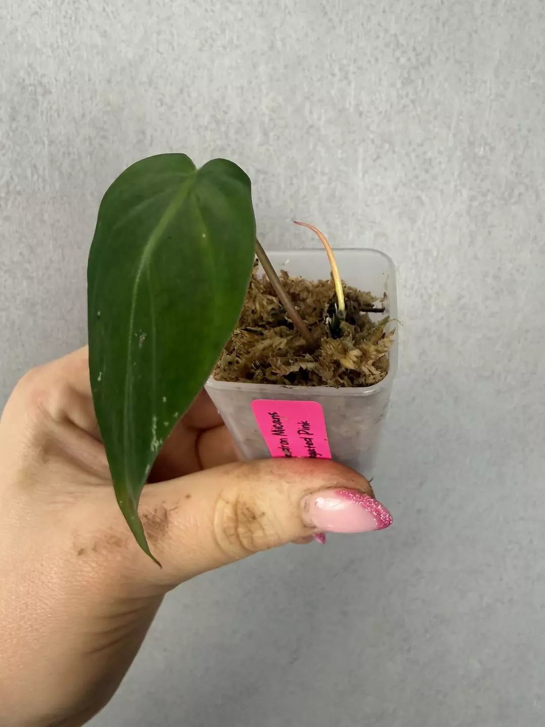 Philodendron Micans Pink/Albo (True Pink) thumbnail