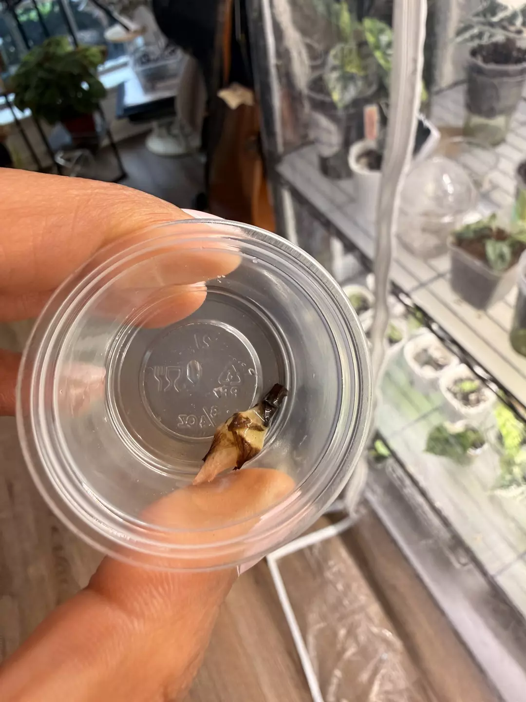 Alocasia Maharani Albo Corm C thumbnail