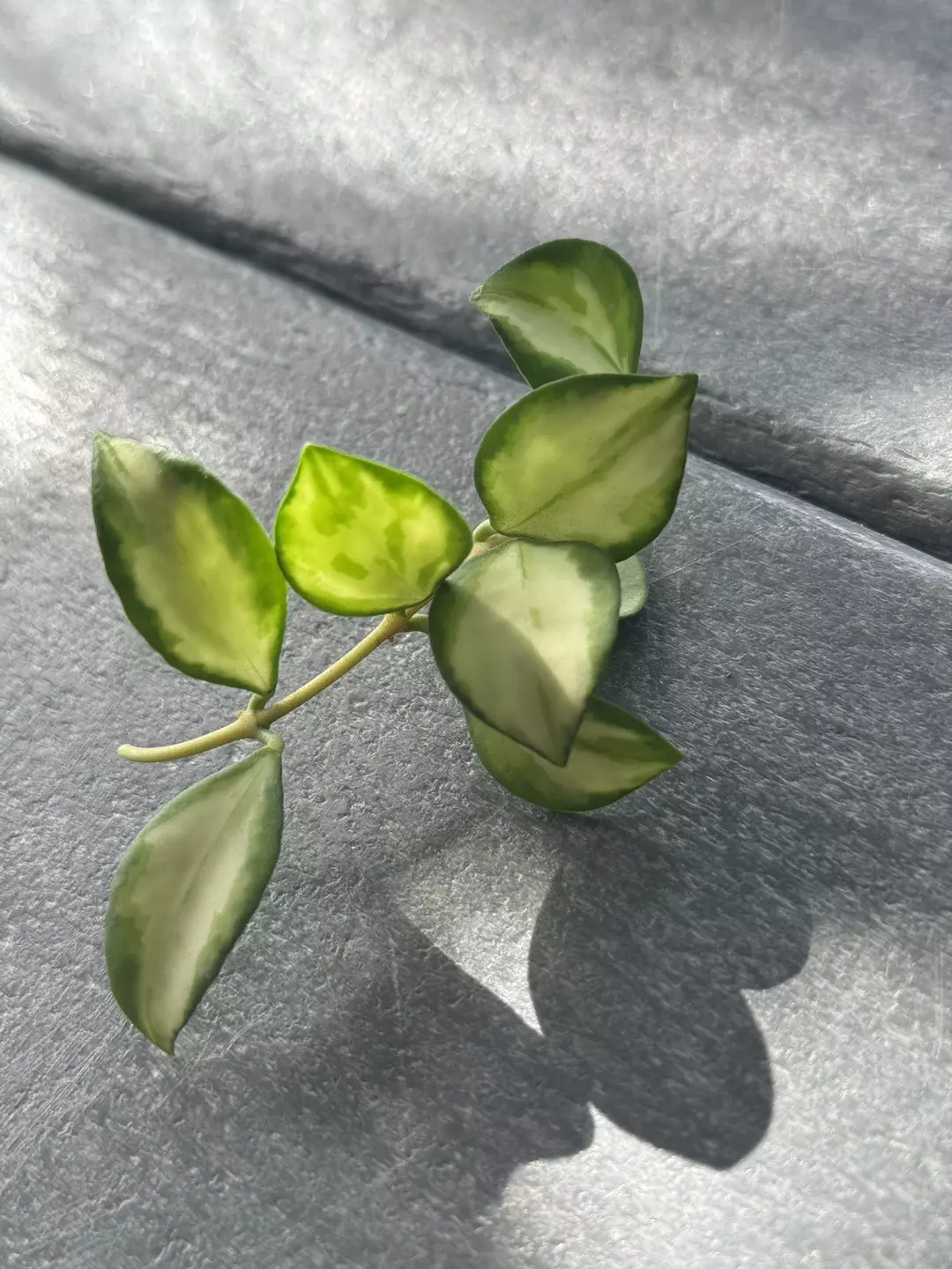 Hoya Heuschkeliana Variegated (Fresh Cutting) E thumbnail