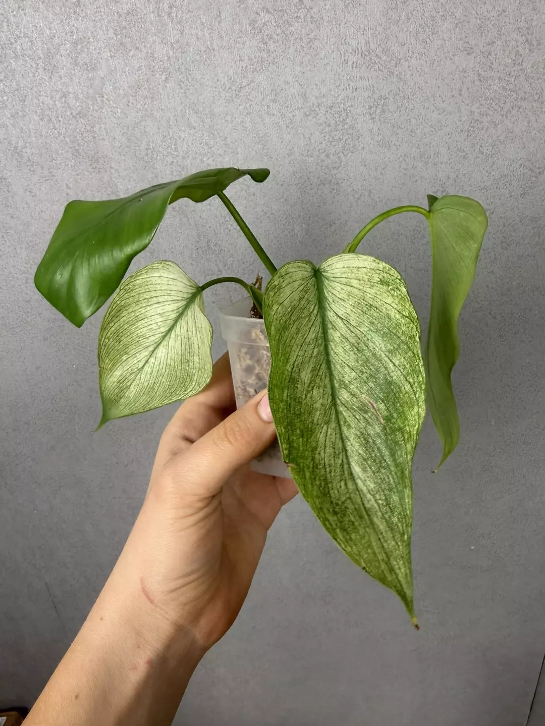 Philodendron Florida Ghost x Mayoi thumbnail