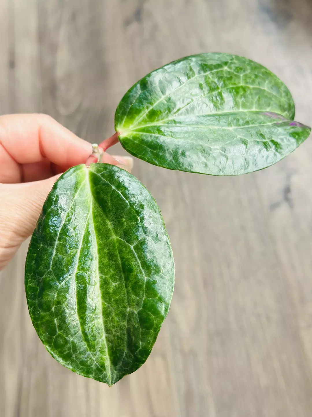 🐊Hoya Crocodile ***FRESH CUTTING*** thumbnail