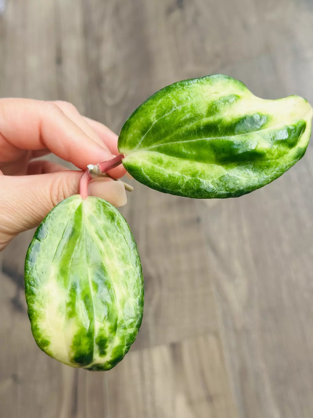 🐊Hoya Crocodile ***FRESH CUTTING*** thumbnail