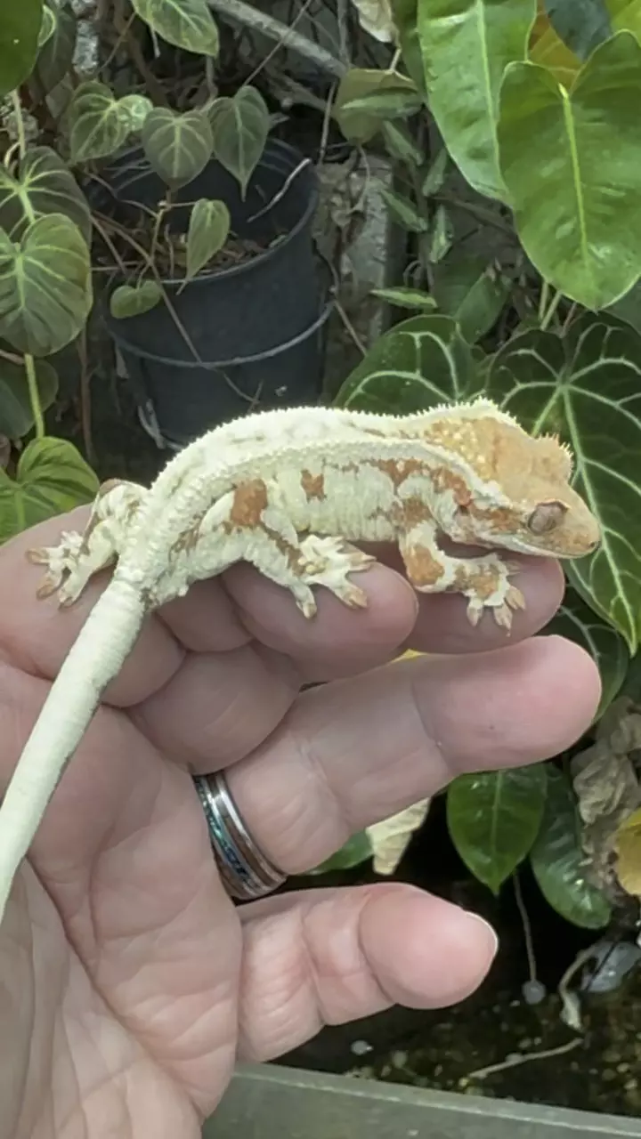 Red frap.  Pores 13 gr.  Beautiful red will get brighter thumbnail