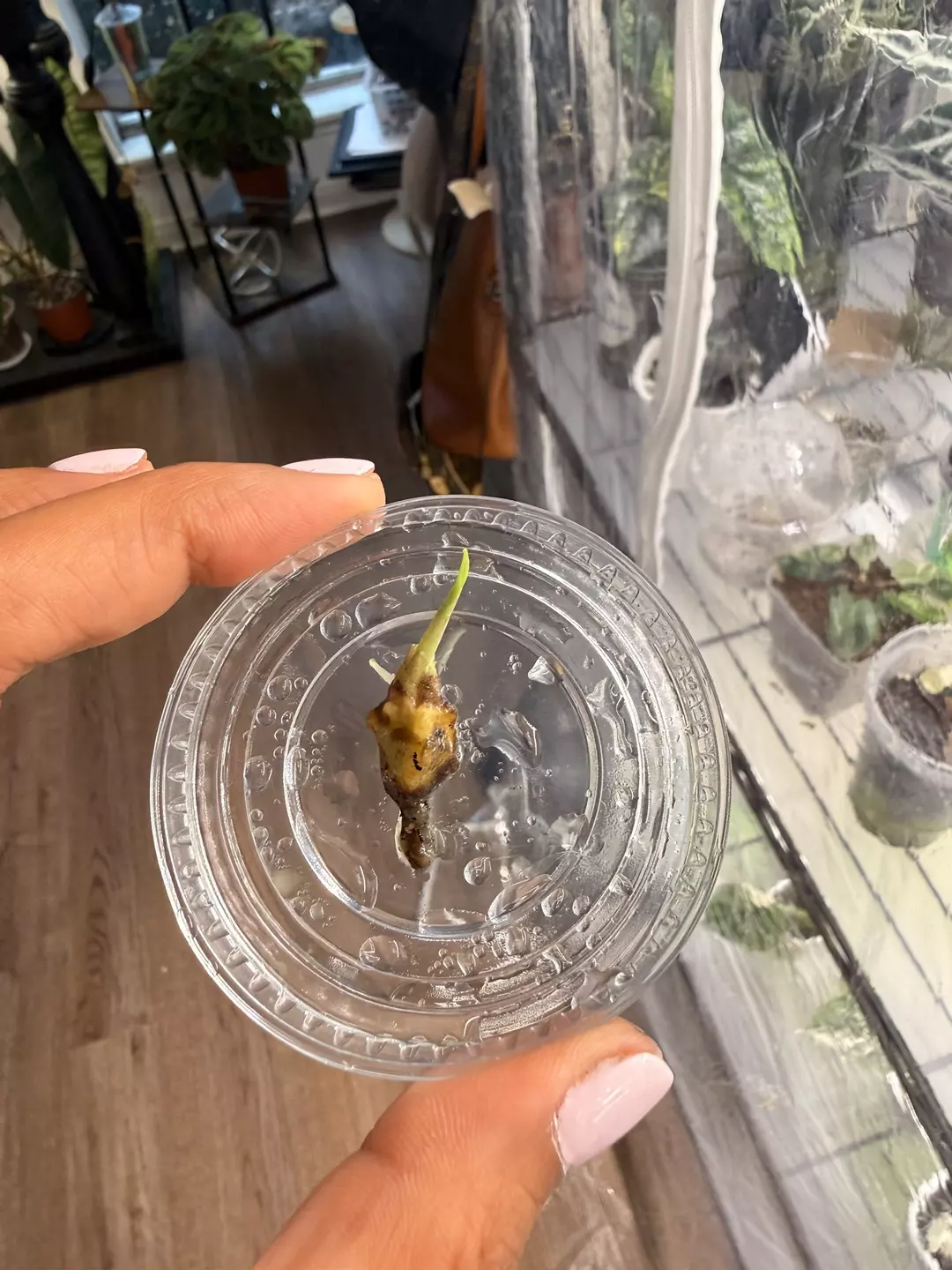 Alocasia Cucullata Albo Wagyu Sprouted Corm  thumbnail