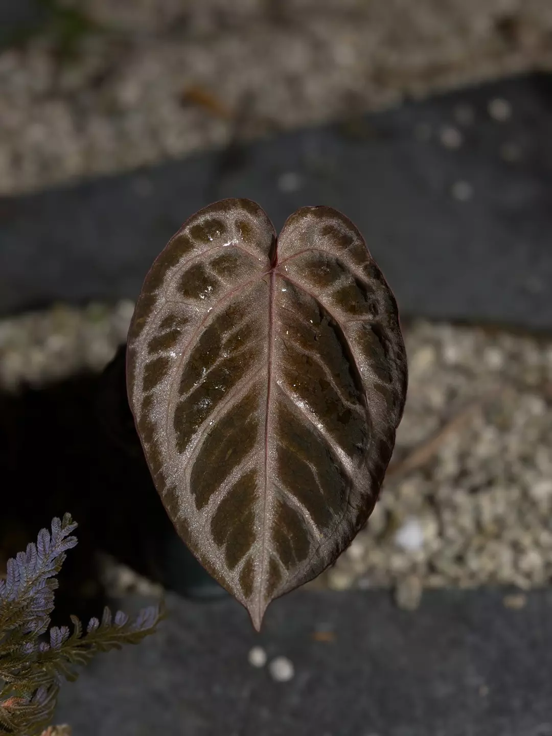 Tezula Red Crystal thumbnail