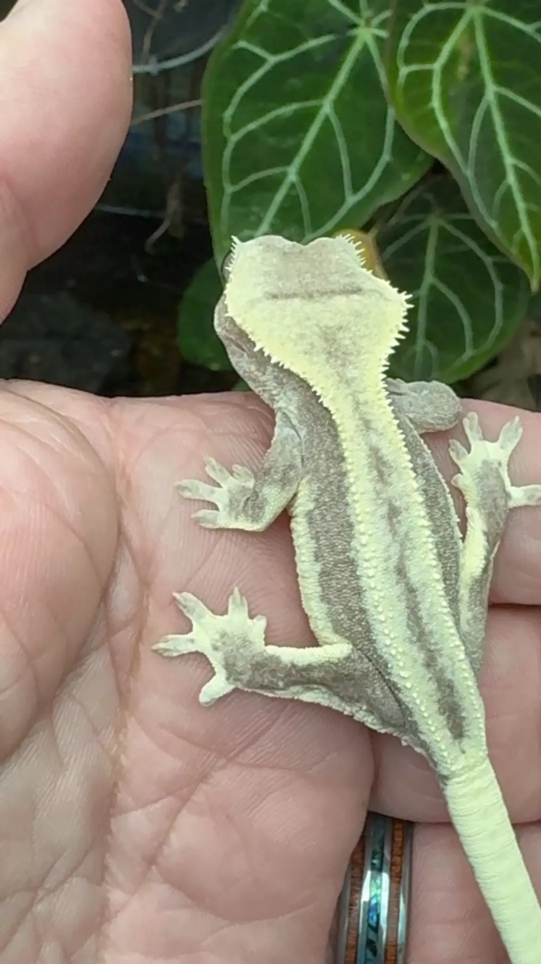 Npv Lilly white emptyback axanthic thumbnail