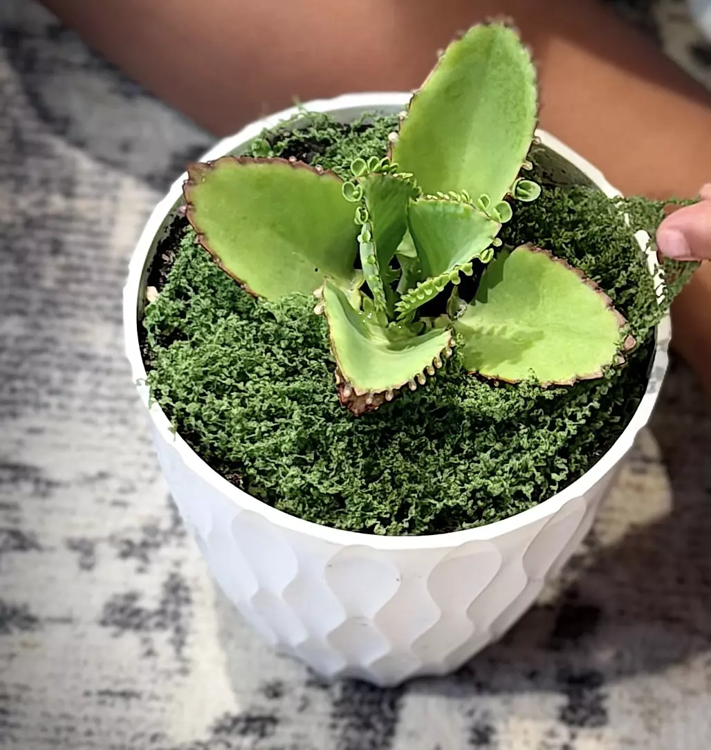 Kalanchoe daigremontiana thumbnail