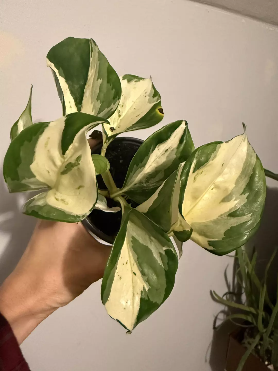 Epi Happy Leaf 4” thumbnail