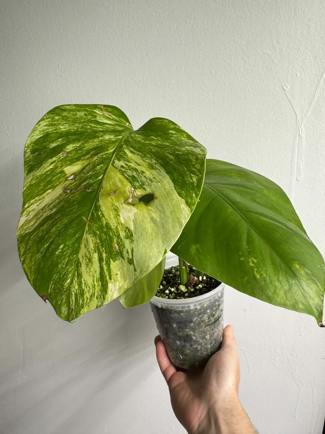 Variegated Monstera Aurea thumbnail