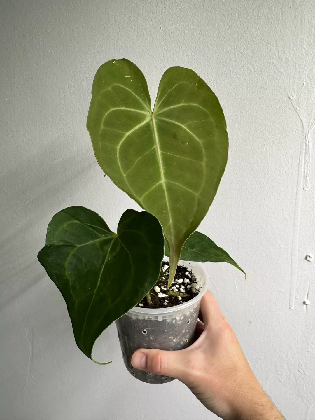 Anthurium Clarinervium Hybrid thumbnail