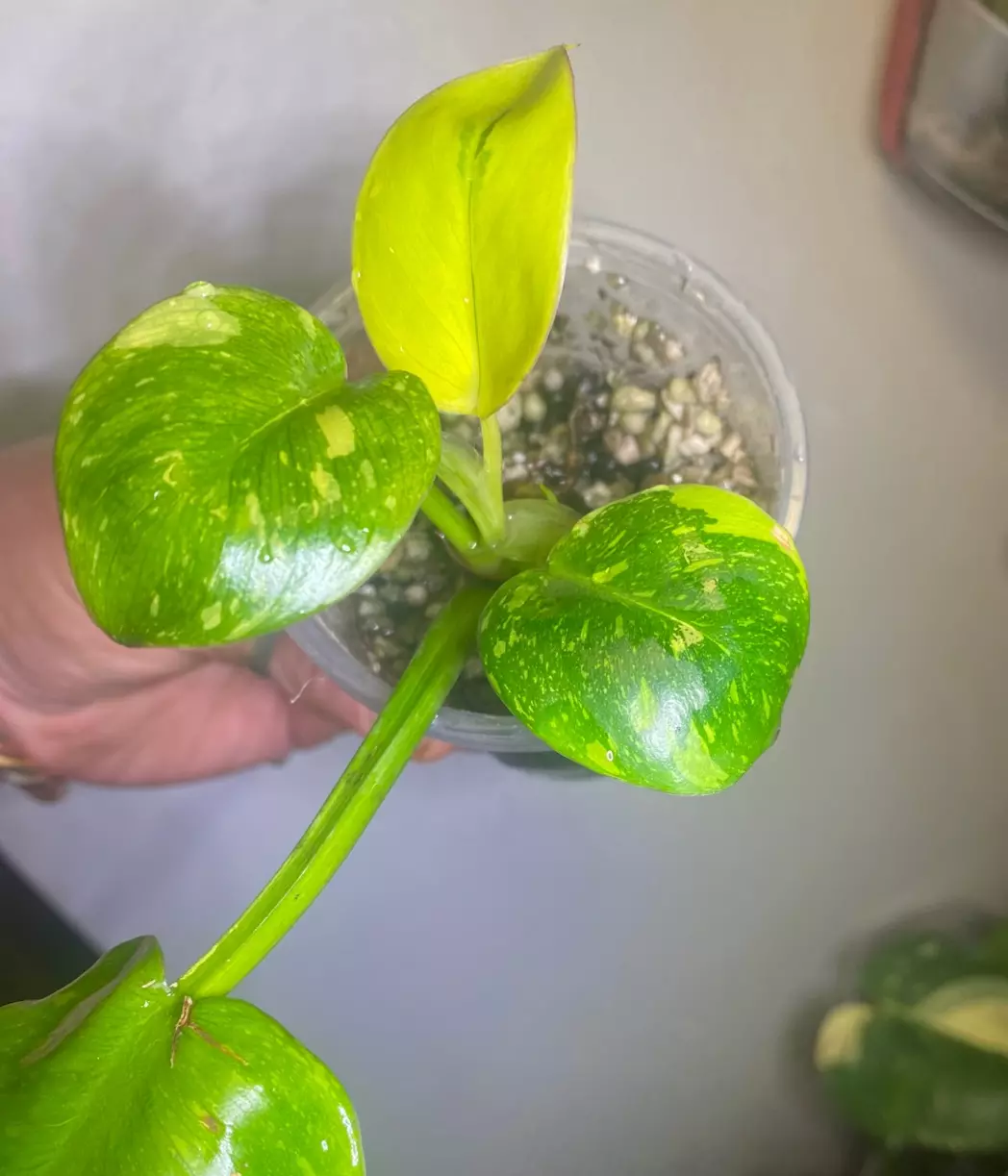 Green Congo nuclear  thumbnail