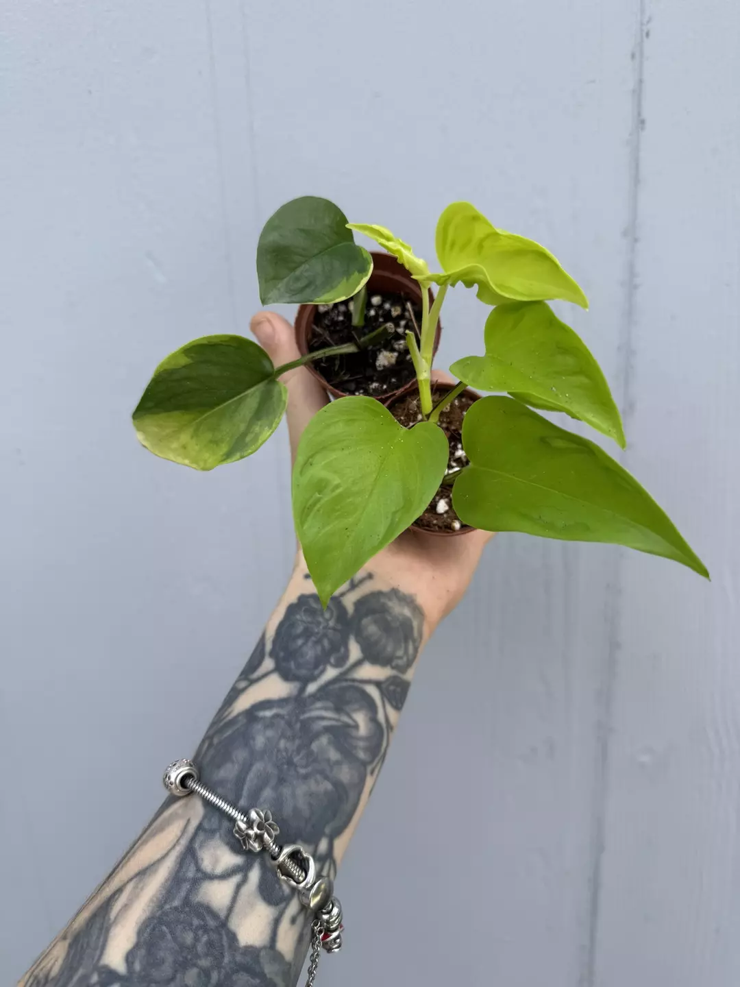 Epi bundle - Teruno champs & Manjula Poonsin thumbnail