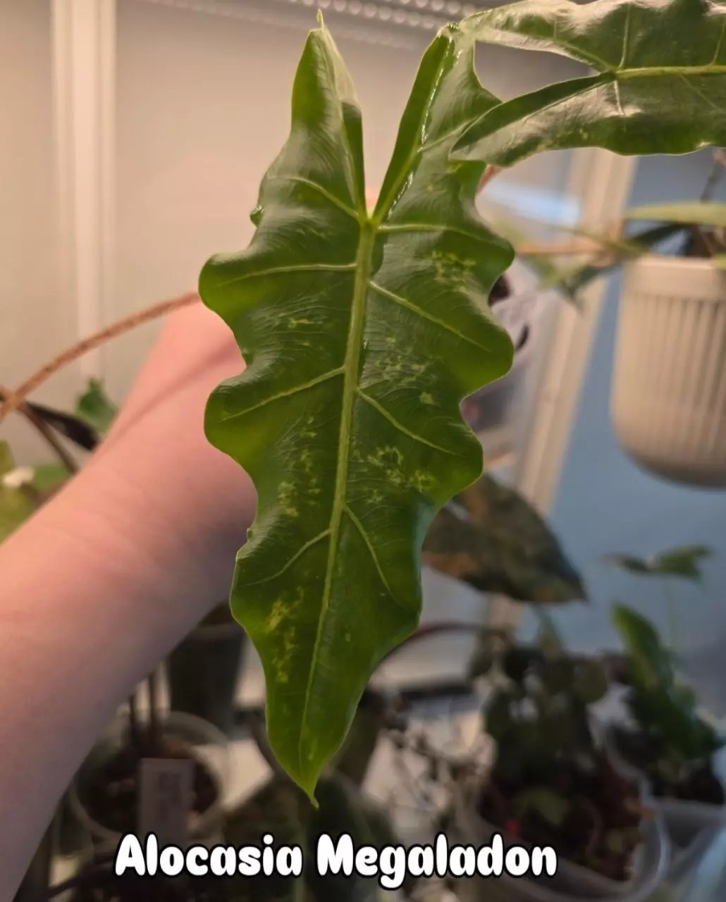 Rare/HTF Alocasia Megaladon Aurea corm thumbnail