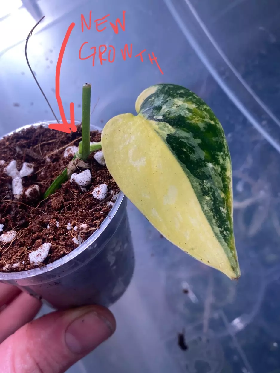 Scindapsus apolaki Lightly rooted starter with new leaf coming in  thumbnail