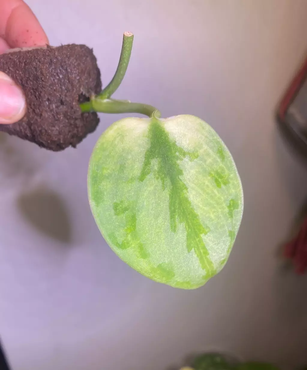 Kunzo Scindapsus rooted starter with new leaf coming  thumbnail
