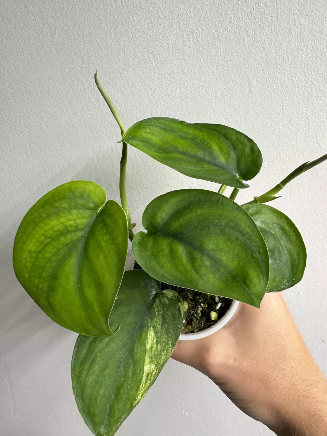 Scindapsus Jade Satin Variegated (Revert?) thumbnail