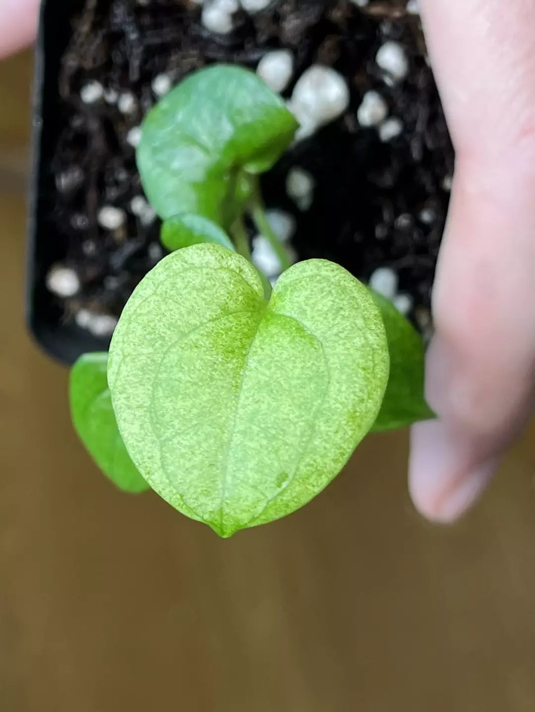 Dark Phoenix Mint (Growers Choice) thumbnail