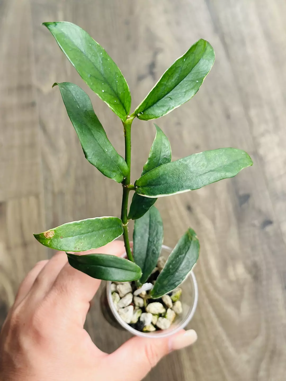 Hoya Lobbii Albomarginata thumbnail