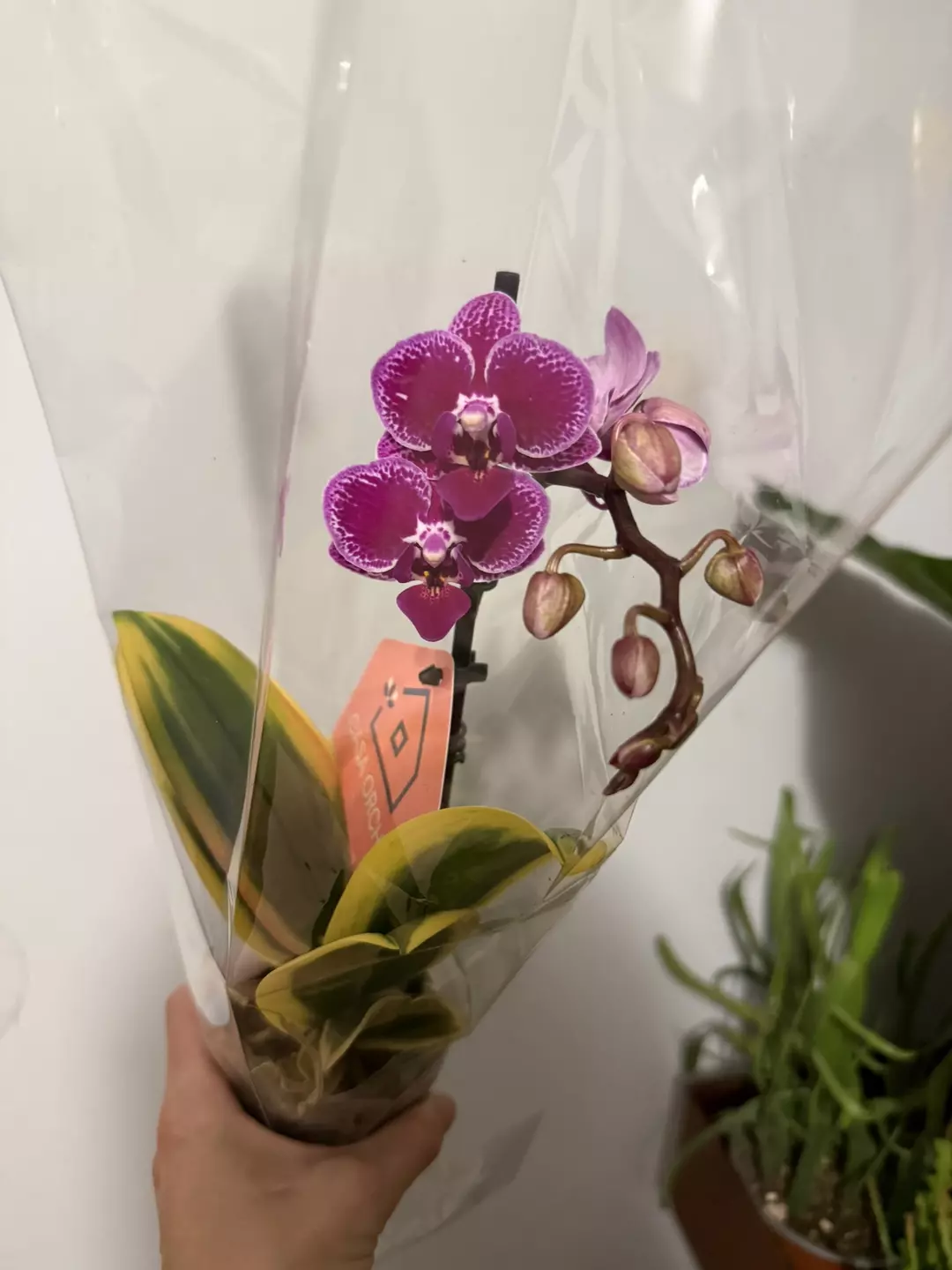 Variegated orchid  thumbnail