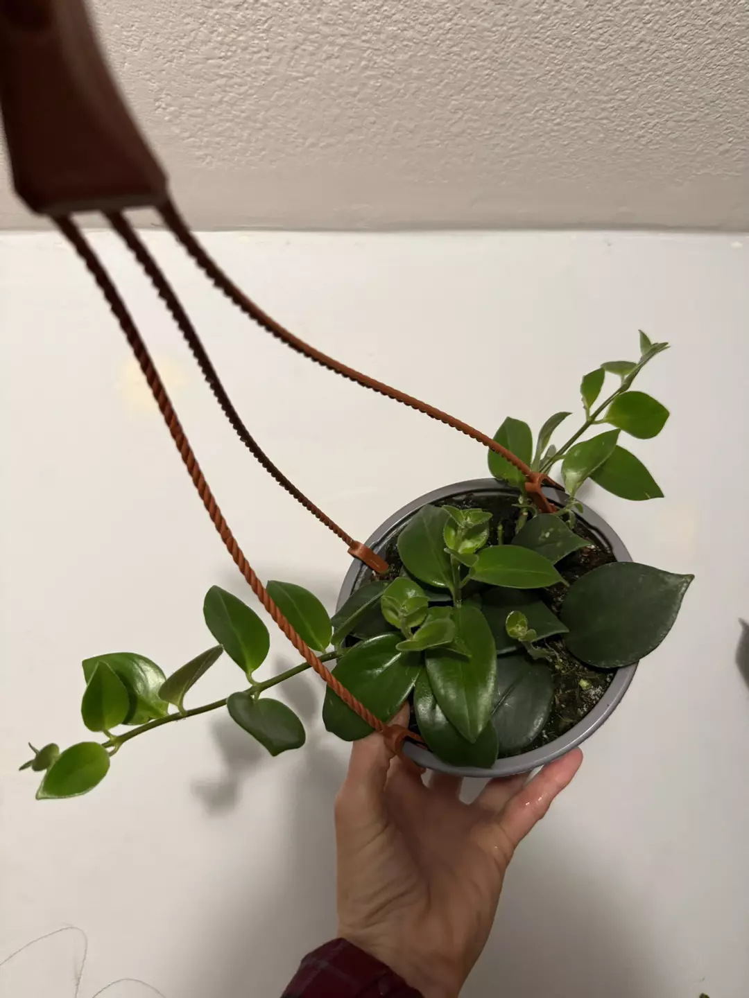 Lipstick Plant ‘Mona Lisa’ 6” hanging  thumbnail