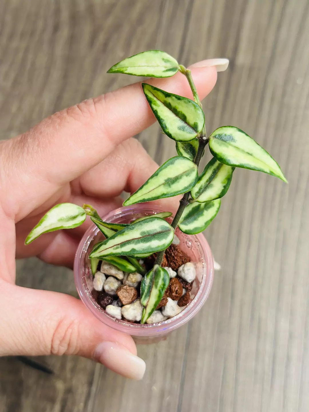 Hoya Bella Sandwich thumbnail