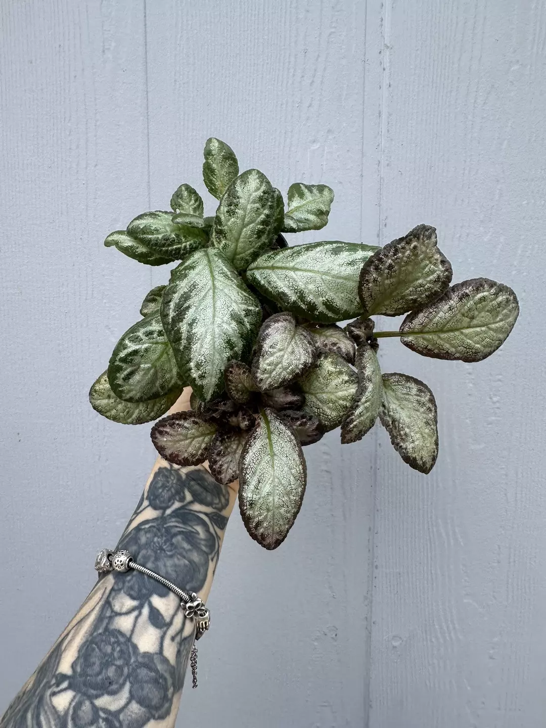 Episcia bundle  thumbnail