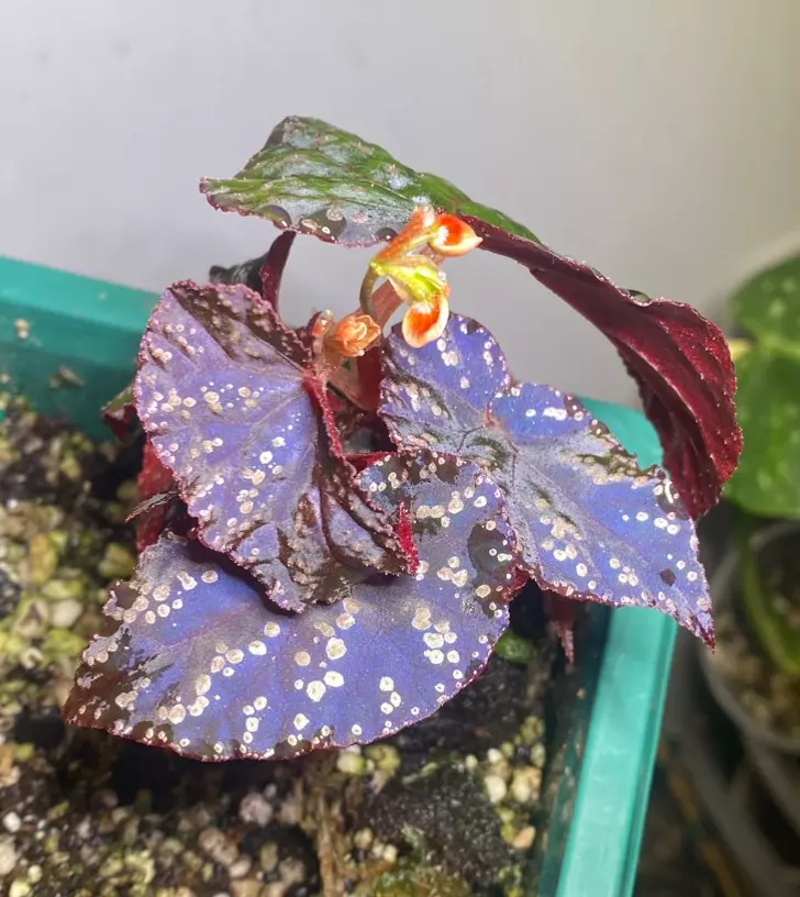 Begonia purple starburst Botanicaz thumbnail