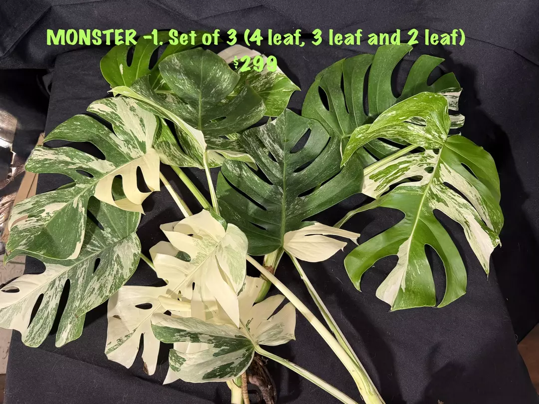 Monstera 3 pack! thumbnail